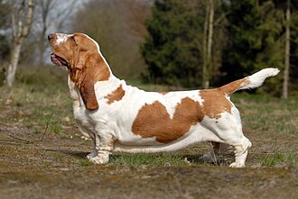 Basset hound