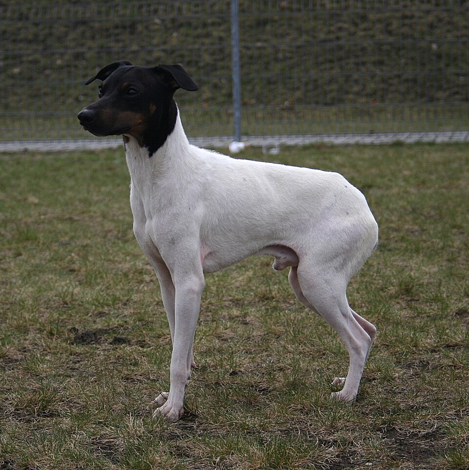Terrier japonais — photo de la race de chien originaire de Japon (3)