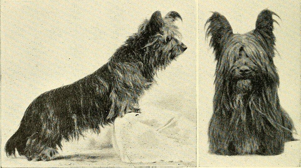 Skye Terrier — photo de la race de chien originaire de Écosse (3)