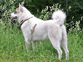 Laïka de Sibérie occidentale