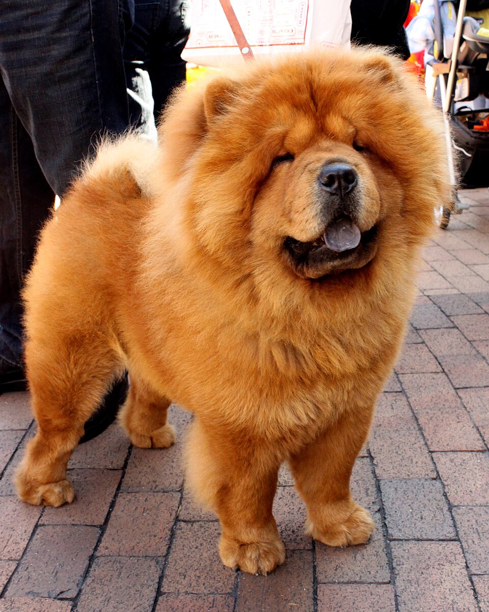 Chow-chow — photo de la race de chien originaire de République populaire de Chine (1)