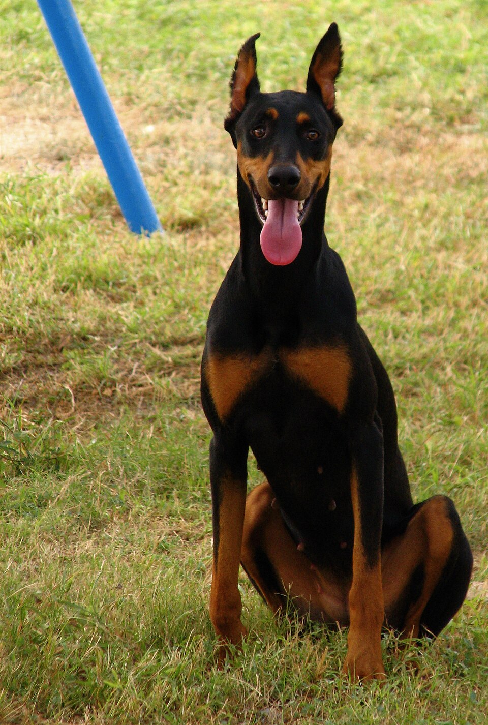 Dobermann — photo de la race de chien originaire de Allemagne (3)