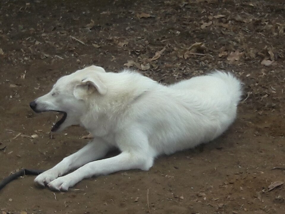 Chien de montagne des Pyrénées — photo de la race de chien originaire de Espagne (2)