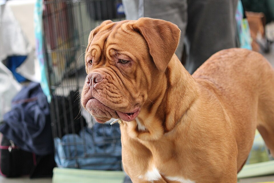 Dogue de Bordeaux — photo de la race de chien originaire de France (2)