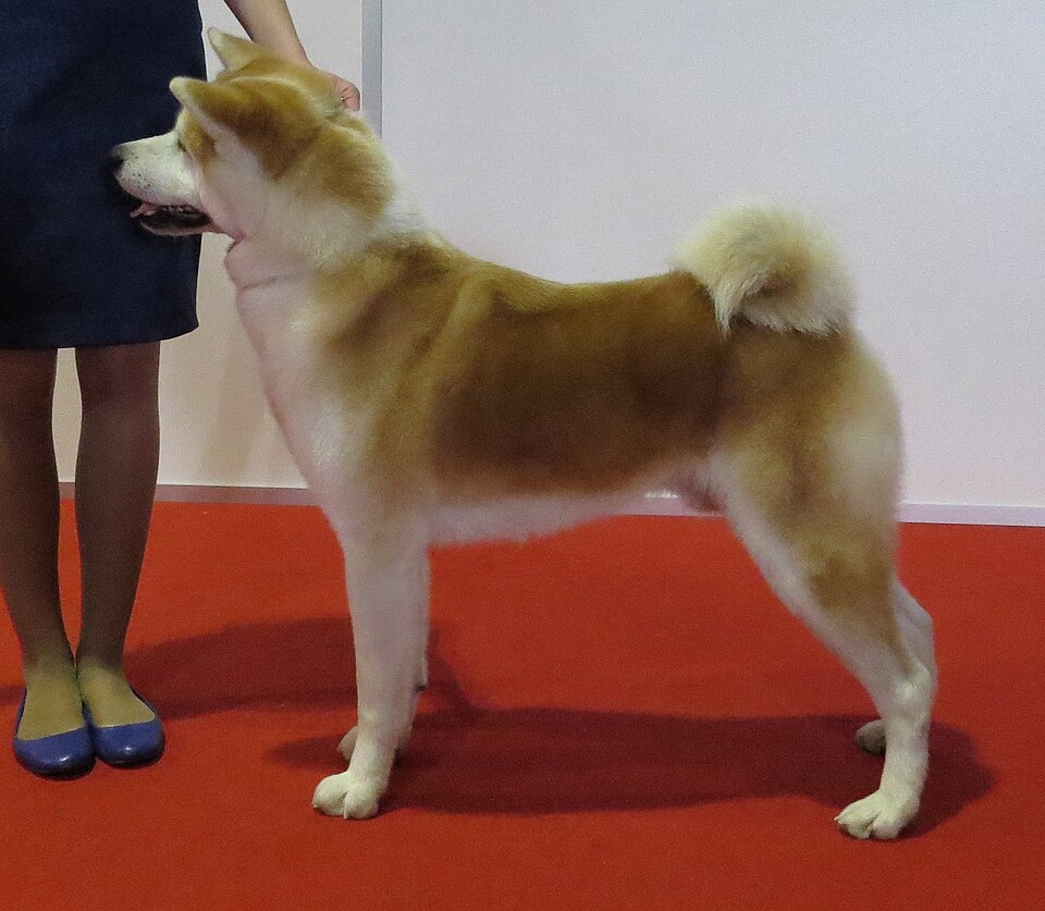 Akita inu — photo de la race de chien originaire de Japon (4)