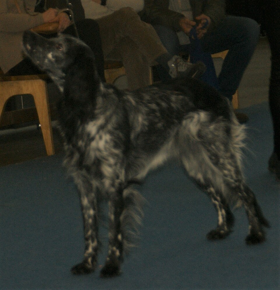 Epagneul bleu de Picardie — photo de la race de chien originaire de France (1)