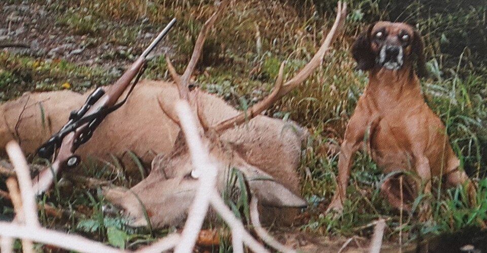 Chien rouge de Hanovre — photo de la race de chien originaire de Allemagne (1)