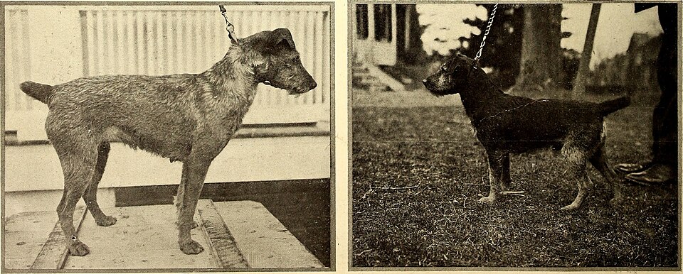 Welsh Terrier — photo de la race de chien originaire de pays de Galles (2)