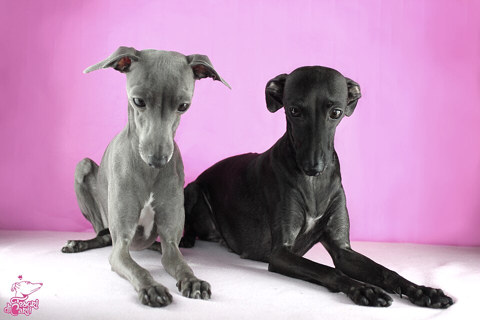 Petit Lévrier italien — photo de la race de chien originaire de Italie (4)