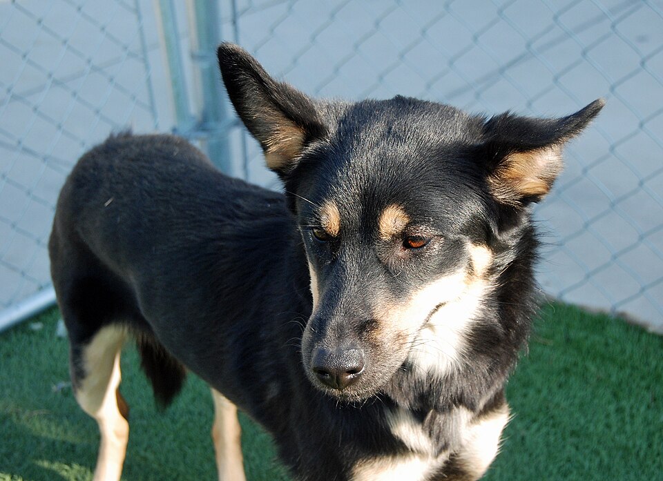 Kelpie australien — photo de la race de chien originaire de Australie (6)