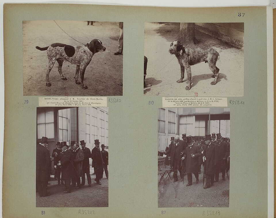 Griffon Korthals — photo de la race de chien originaire de France (1)