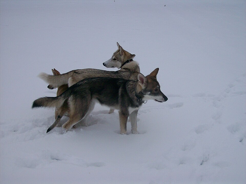 Tamaskan — photo de la race de chien originaire de Royaume-Uni (5)