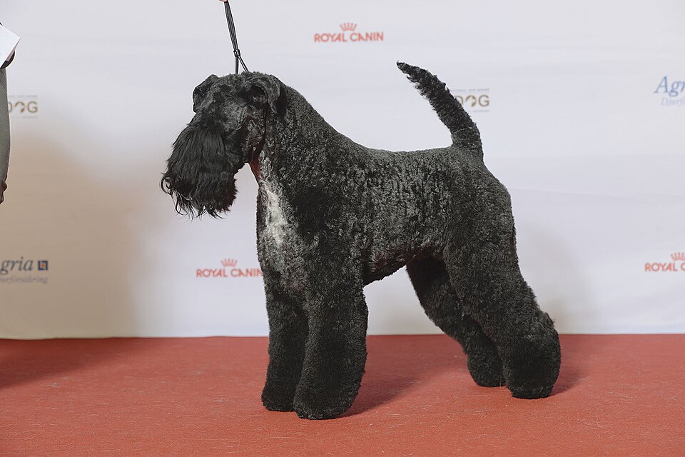 Kerry Blue Terrier — photo de la race de chien originaire de Irlande (3)