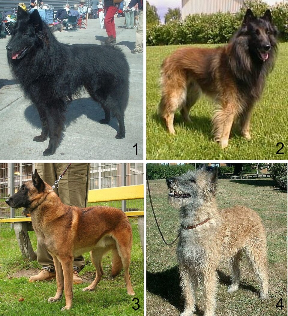 Berger belge Malinois — photo de la race de chien originaire de Belgique (2)