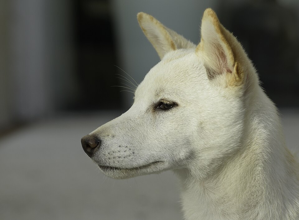 Shiba Inu — photo de la race de chien originaire de Japon (6)