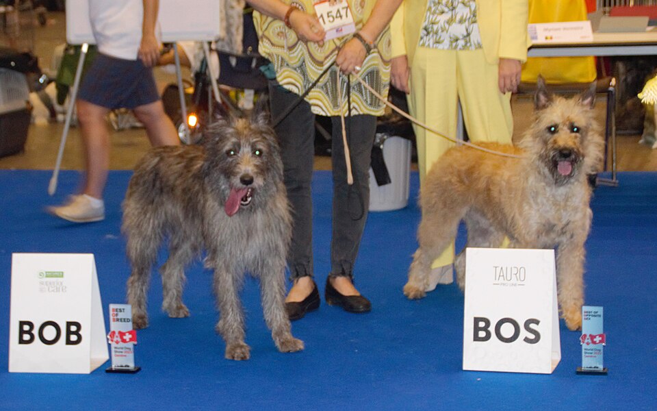 Bouvier des Ardennes — photo de la race de chien originaire de Belgique (2)