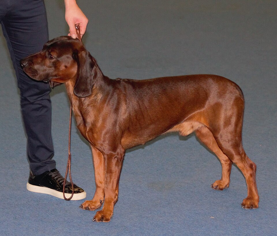 Chien rouge de Bavière — photo de la race de chien originaire de Allemagne (5)