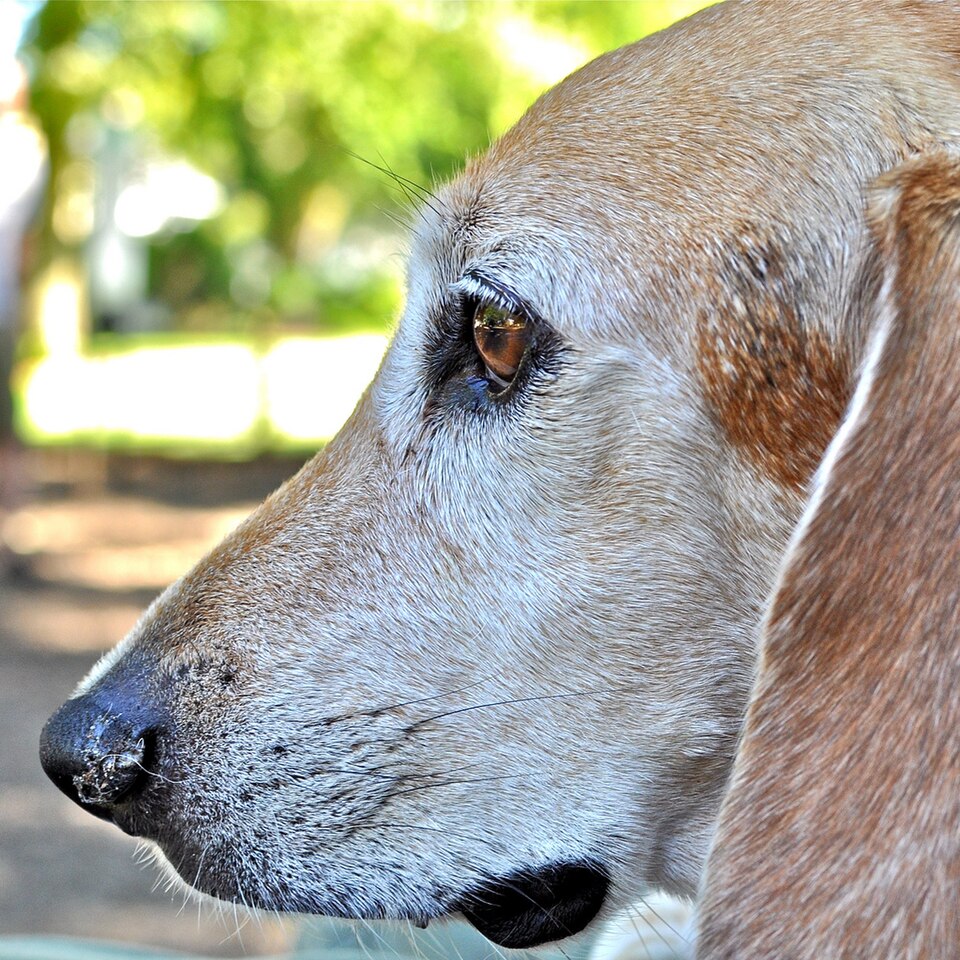 Beagle-harrier — photo de la race de chien originaire de France (6)