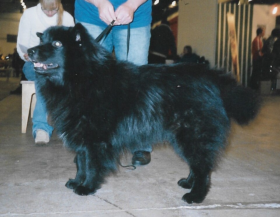 Chien suédois de Laponie — photo de la race de chien originaire de Suède (2)