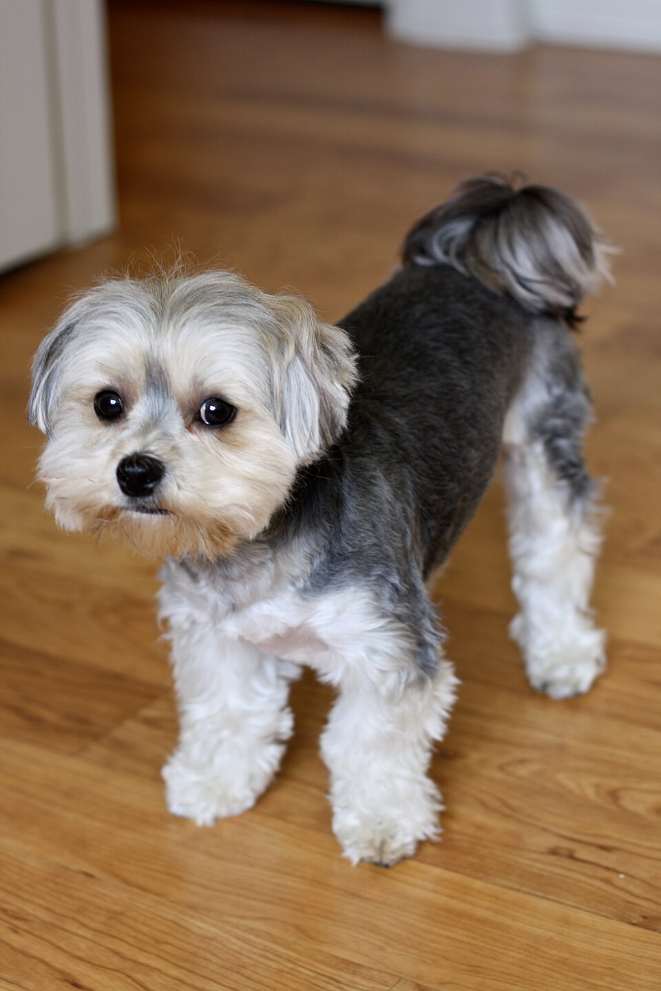 Morkie — photo de la race de chien originaire de États-Unis (6)