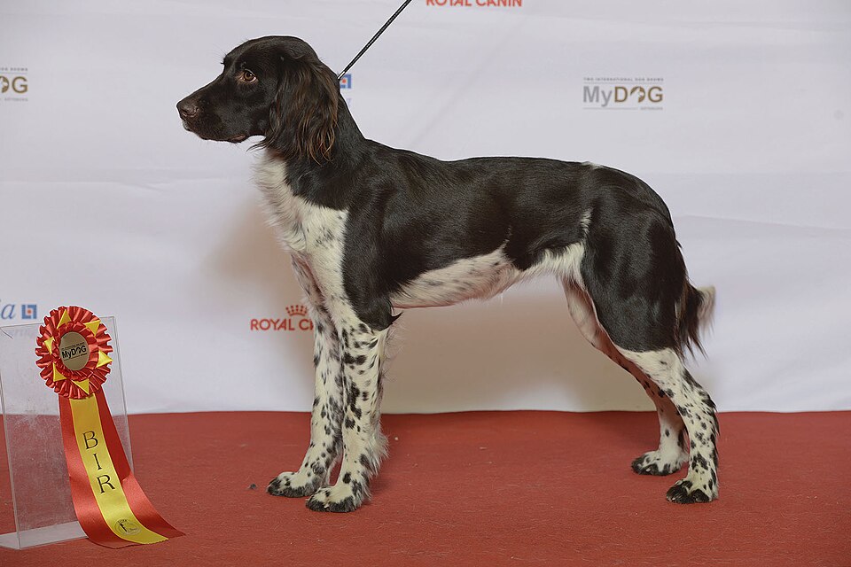 Petit Münsterländer — photo de la race de chien originaire de Allemagne (2)