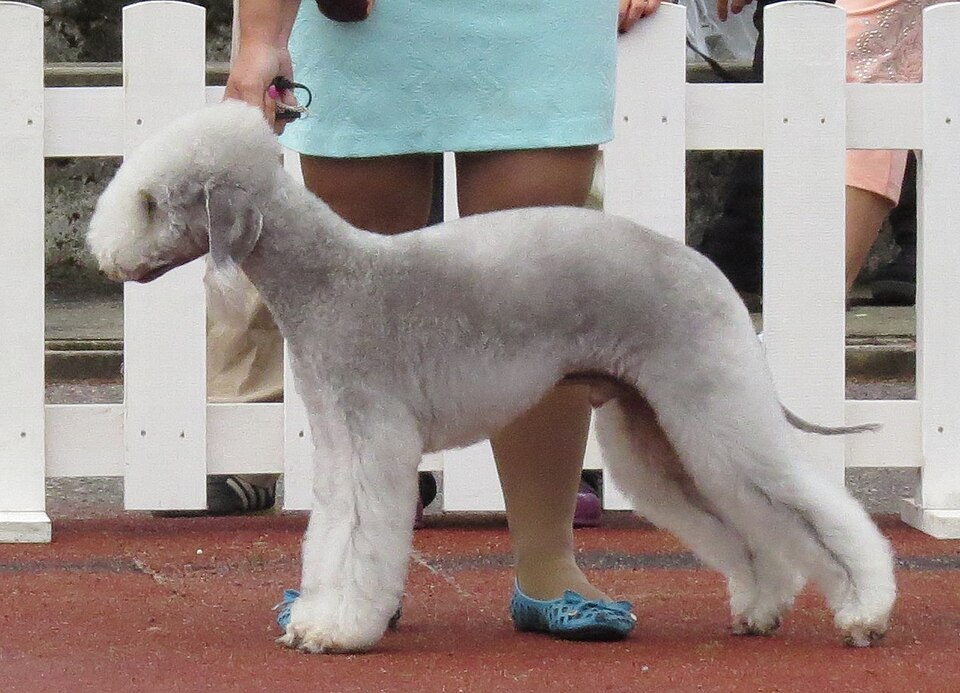 Bedlington terrier — photo de la race de chien originaire de Angleterre (5)