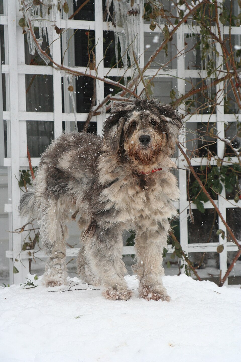 Berger de Bergame — photo de la race de chien originaire de Italie (5)