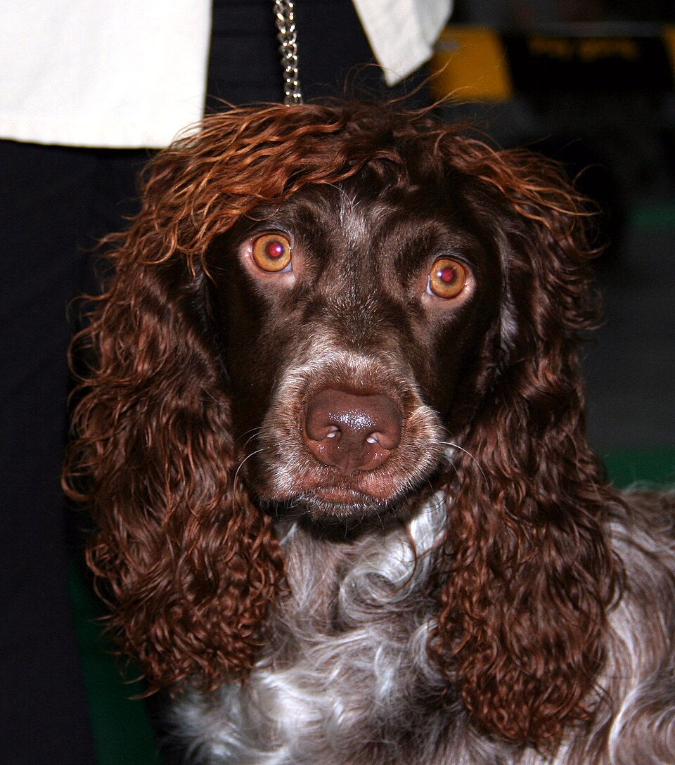 Epagneul de Pont-Audemer — photo de la race de chien originaire de France (4)