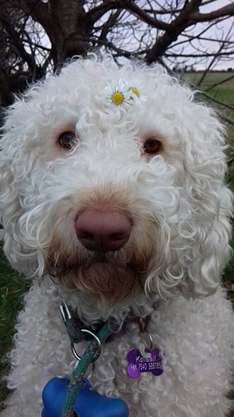 Labradoodle