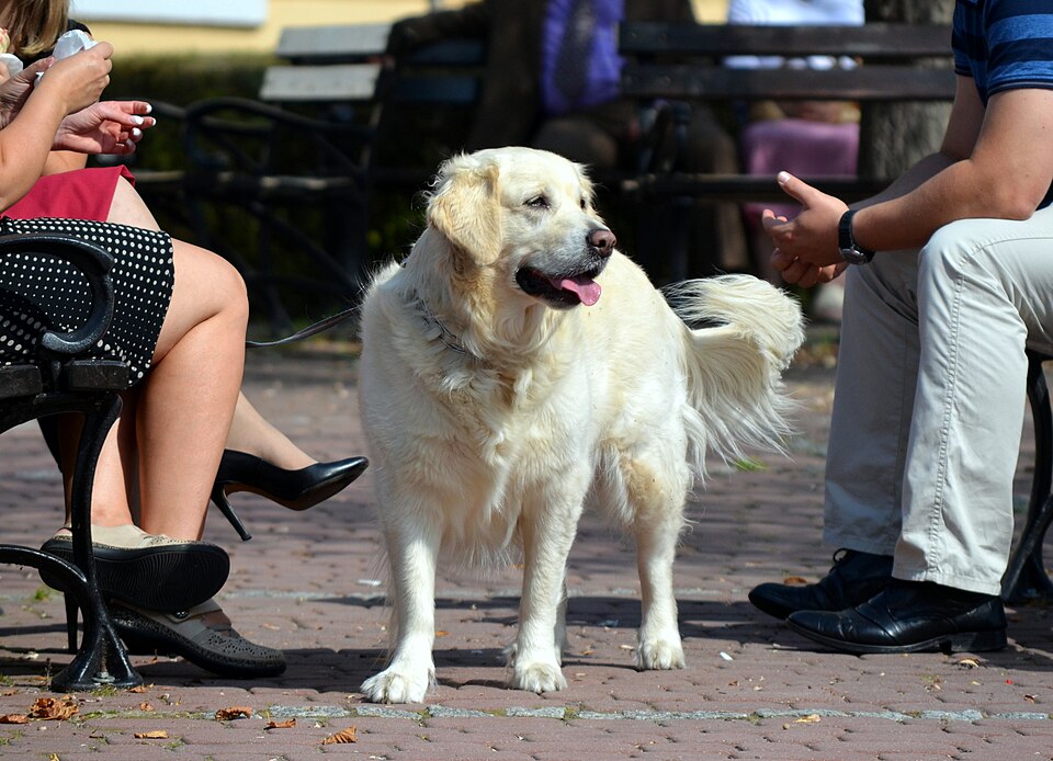Golden Retriever — photo de la race de chien originaire de Royaume-Uni (2)