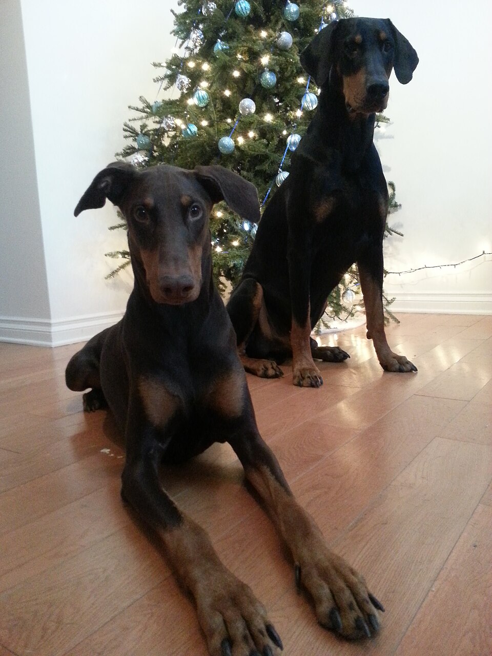 Dobermann — photo de la race de chien originaire de Allemagne (6)