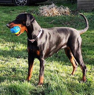 Dobermann