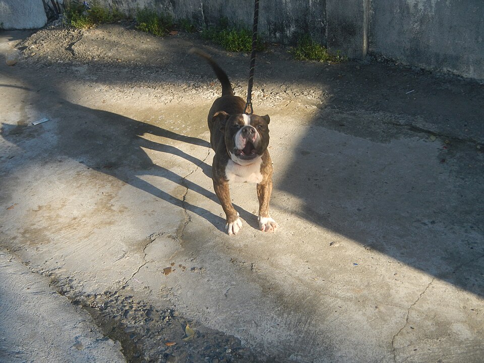 American Bully — photo de la race de chien originaire de États-Unis (3)