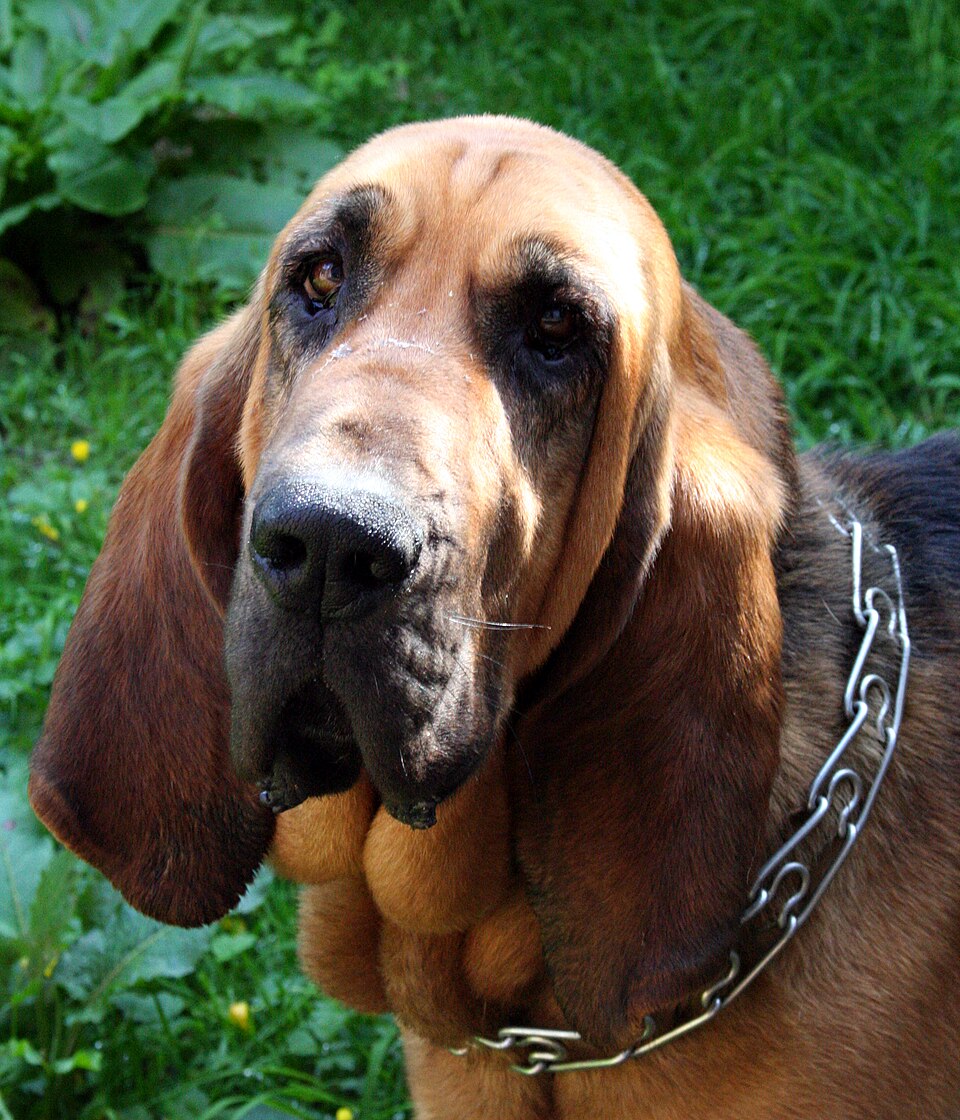 Chien de Saint-Hubert — photo de la race de chien originaire de Belgique (4)