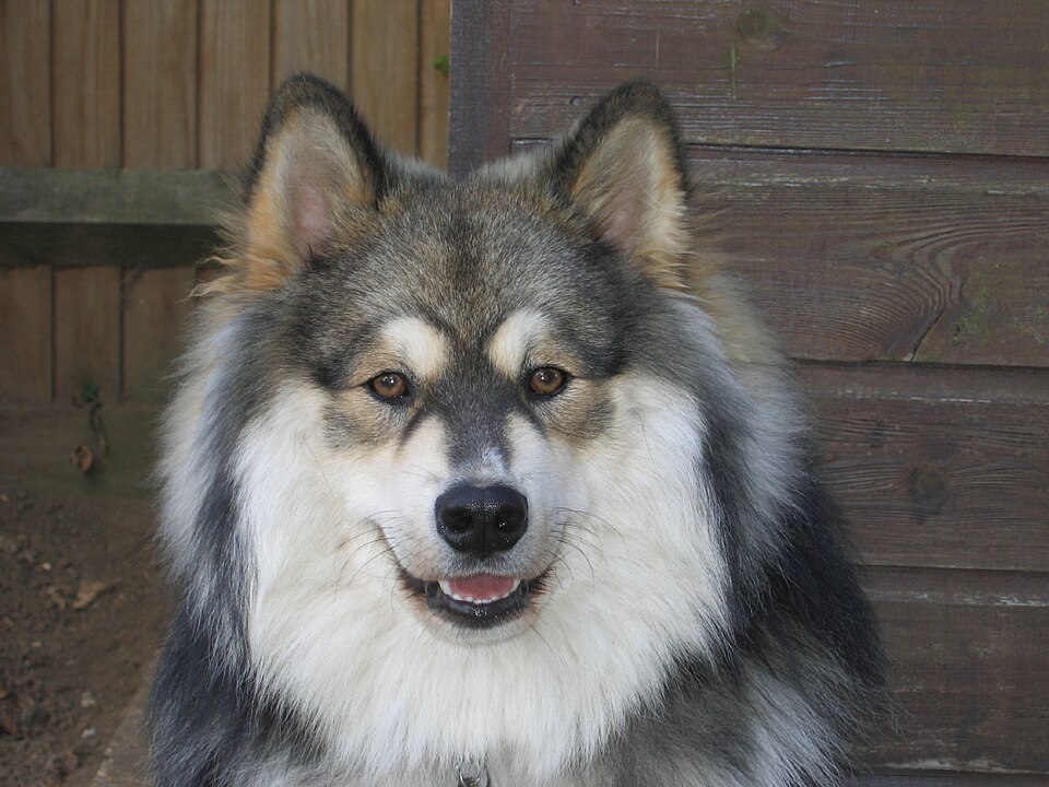 Chien finnois de Laponie — photo de la race de chien originaire de Finlande (6)