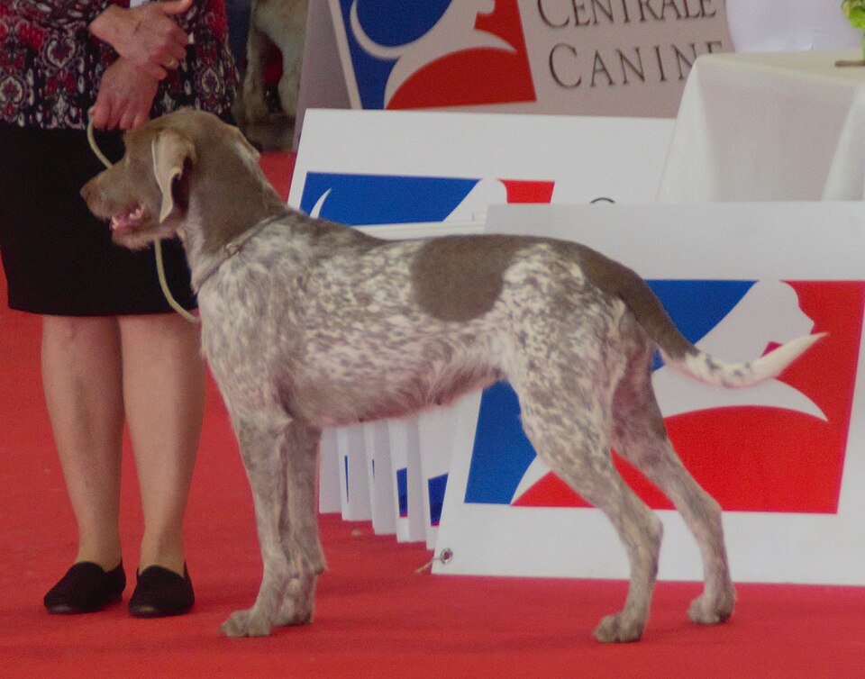Braque slovaque à poil dur — photo de la race de chien originaire de Slovaquie (6)