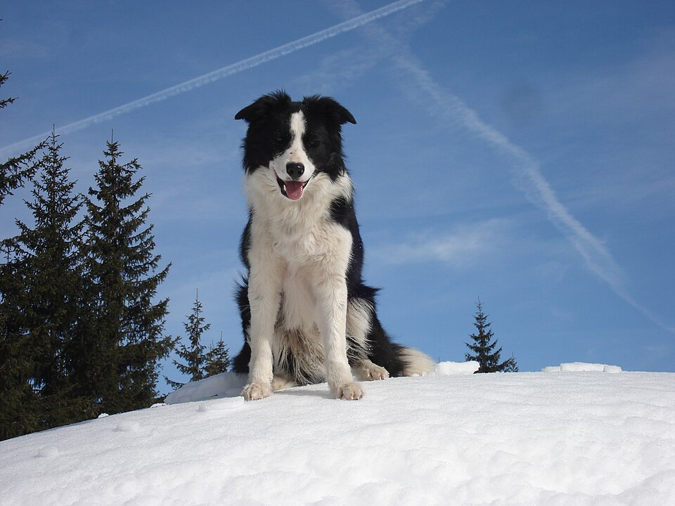 Border collie — photo de la race de chien originaire de Royaume-Uni (2)