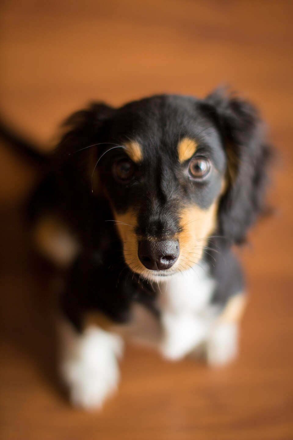 Teckel — photo de la race de chien originaire de Allemagne (3)