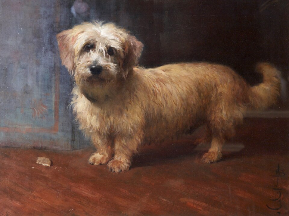 Dandie Dinmont Terrier — photo de la race de chien originaire de Écosse (4)