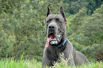 Dogue allemand