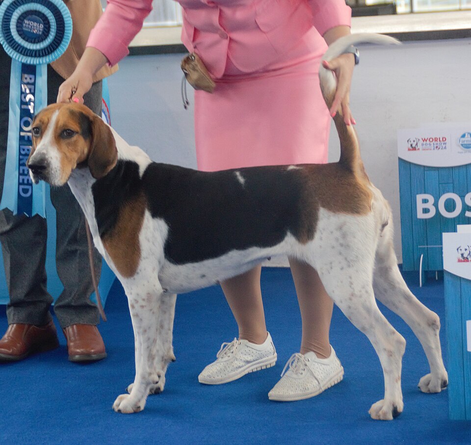Foxhound anglais — photo de la race de chien originaire de Angleterre (6)