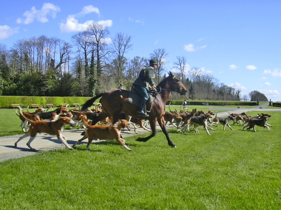 Français tricolore — photo de la race de chien originaire de France (5)