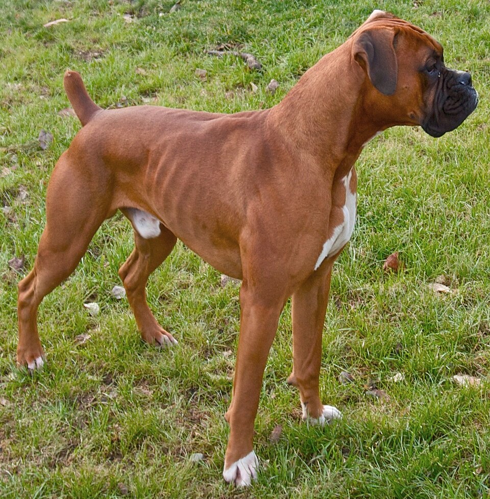 Boxer — photo de la race de chien originaire de Empire allemand (2)