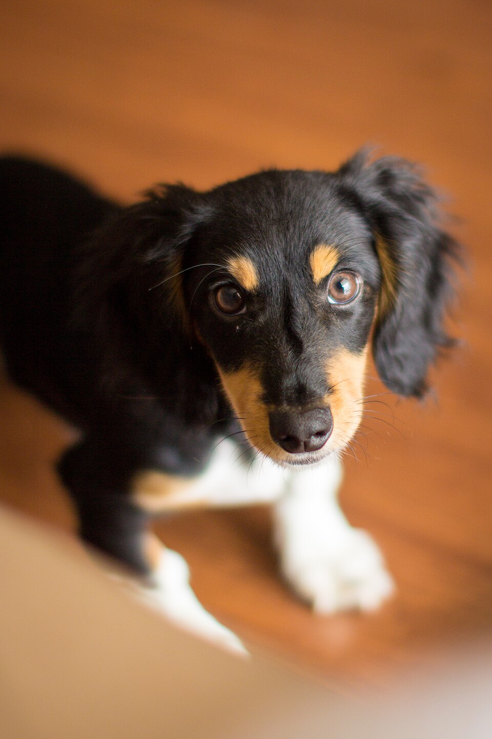 Teckel — photo de la race de chien originaire de Allemagne (2)