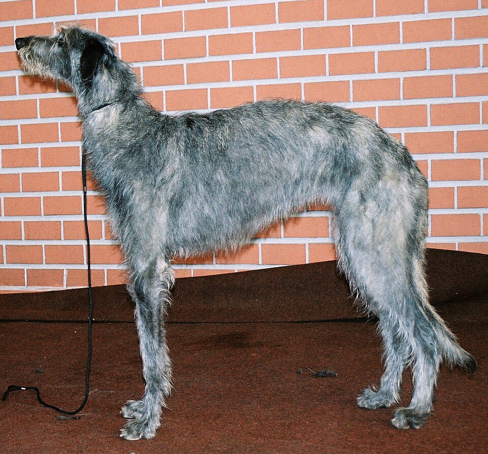Lévrier écossais — photo de la race de chien originaire de Écosse (4)