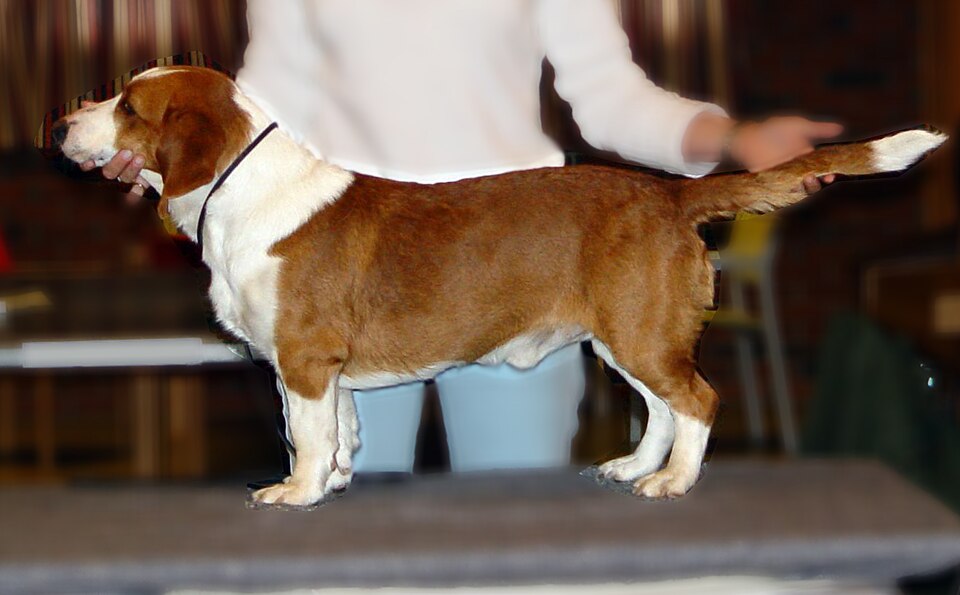 Drever — photo de la race de chien originaire de Suède (4)