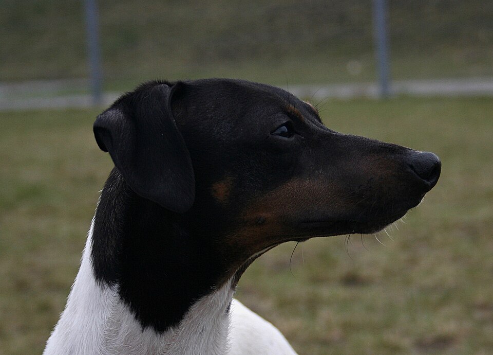 Terrier japonais — photo de la race de chien originaire de Japon (6)