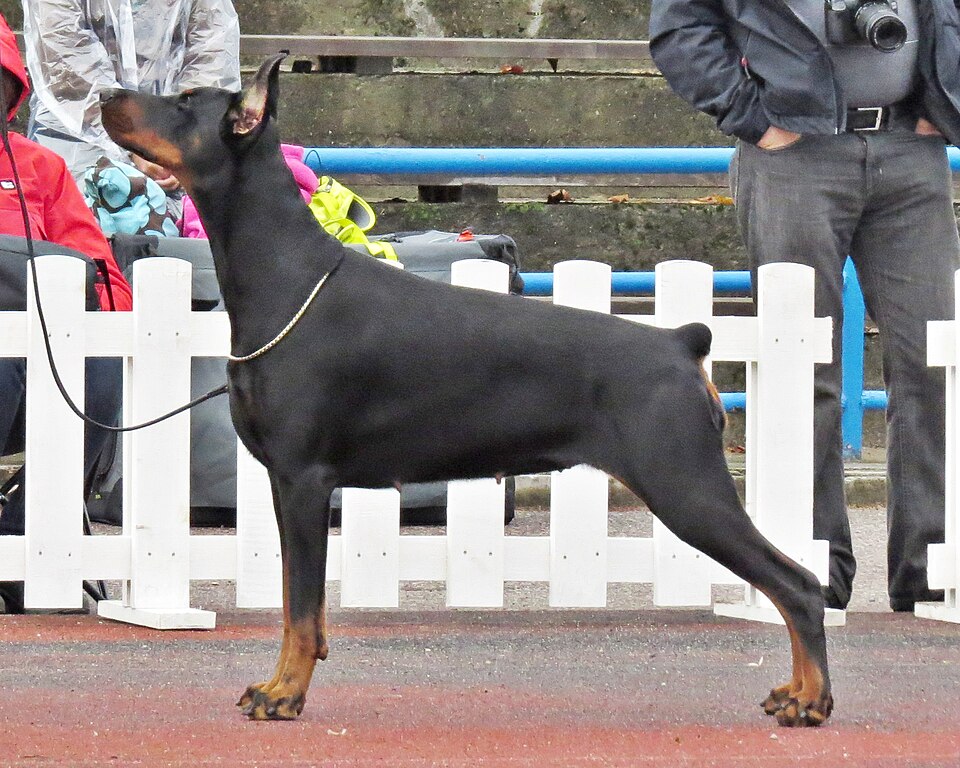Dobermann — photo de la race de chien originaire de Allemagne (5)