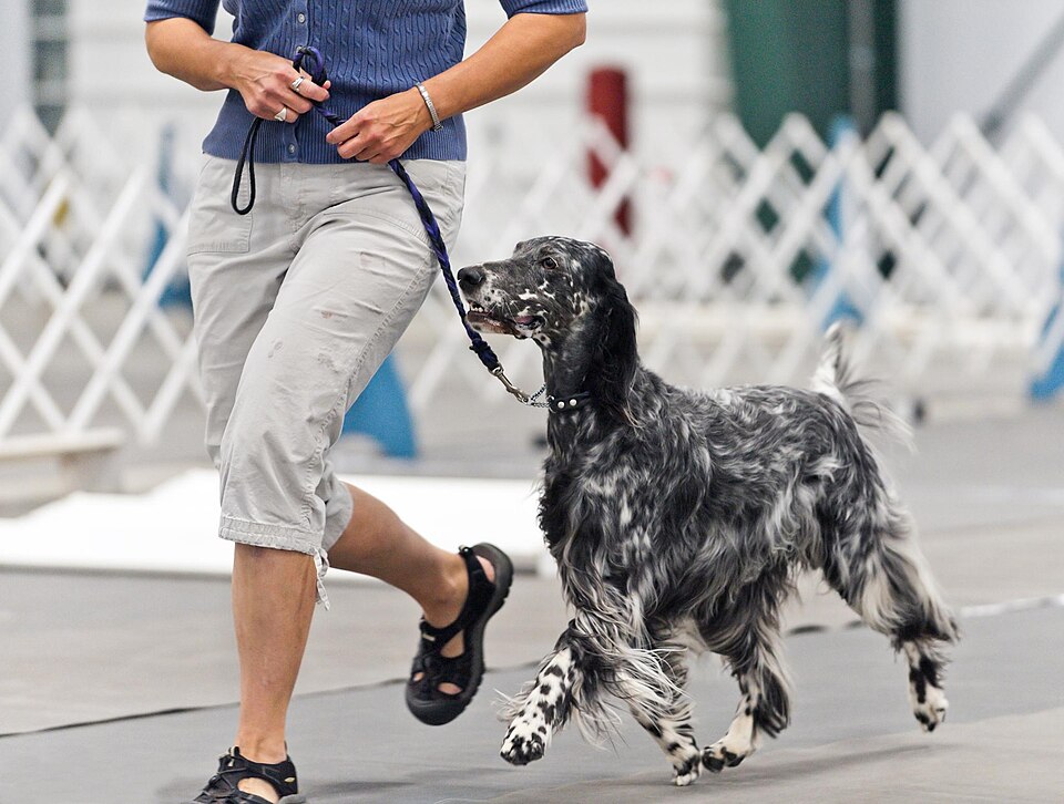 Setter anglais — photo de la race de chien originaire de Angleterre (5)