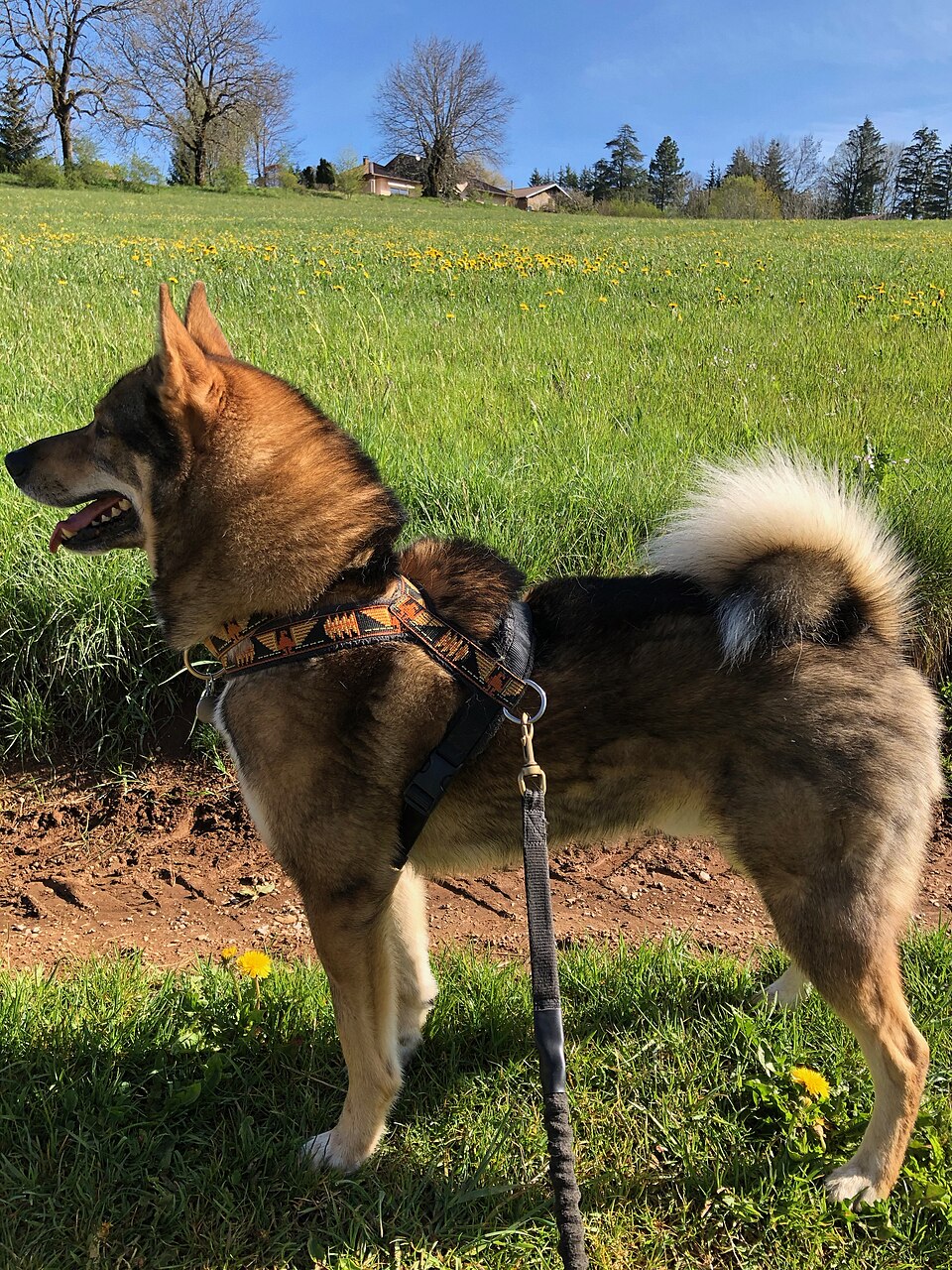 Laïka de Sibérie occidentale — photo de la race de chien originaire de Russie (1)